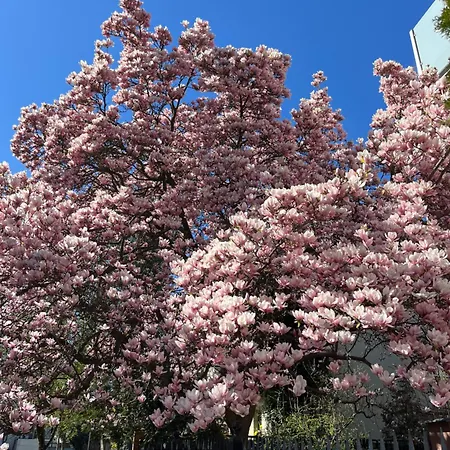 Appartamento Prestige - Saska Kepa